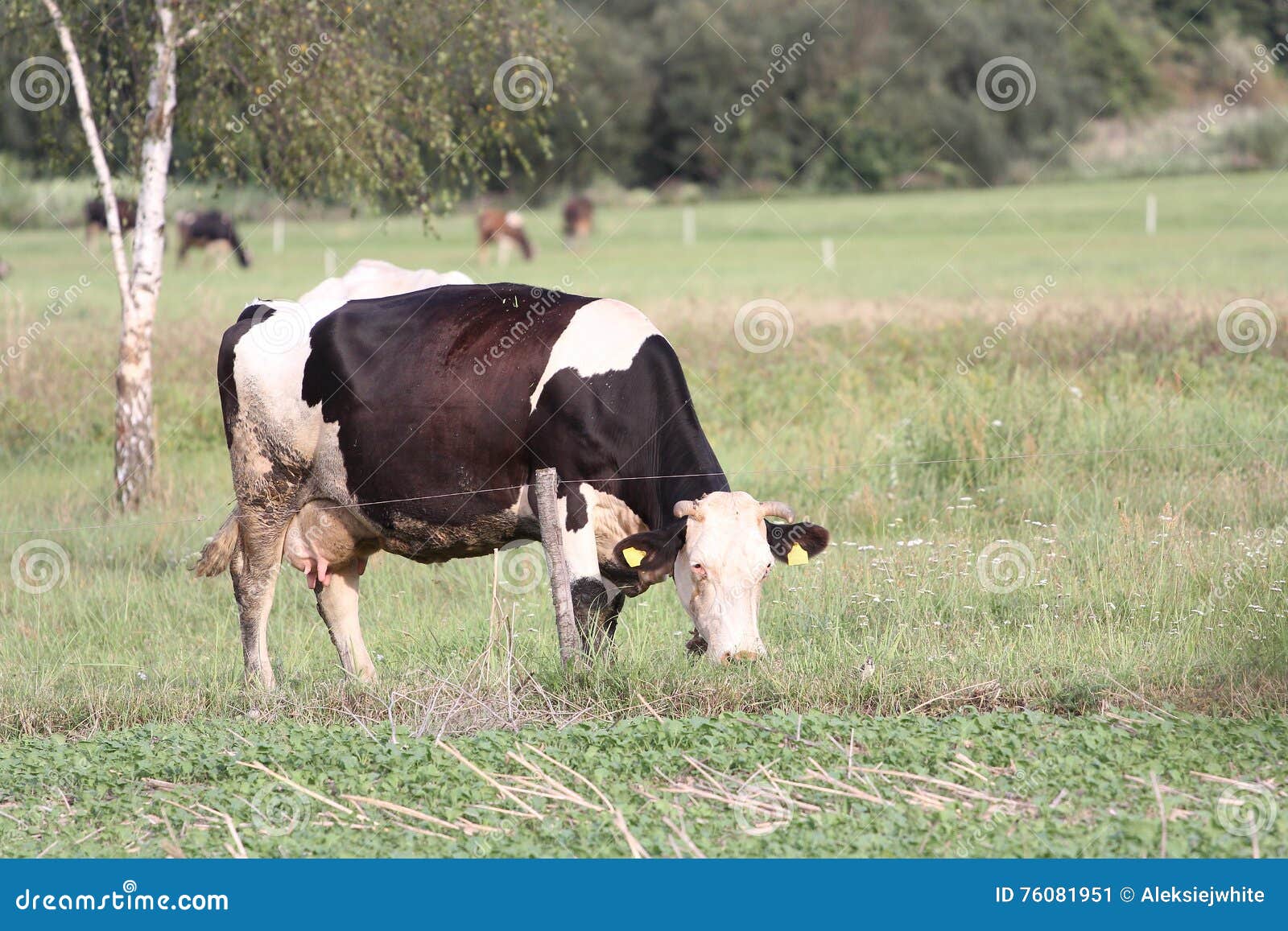 Mucca sul pascolo che mangia erba