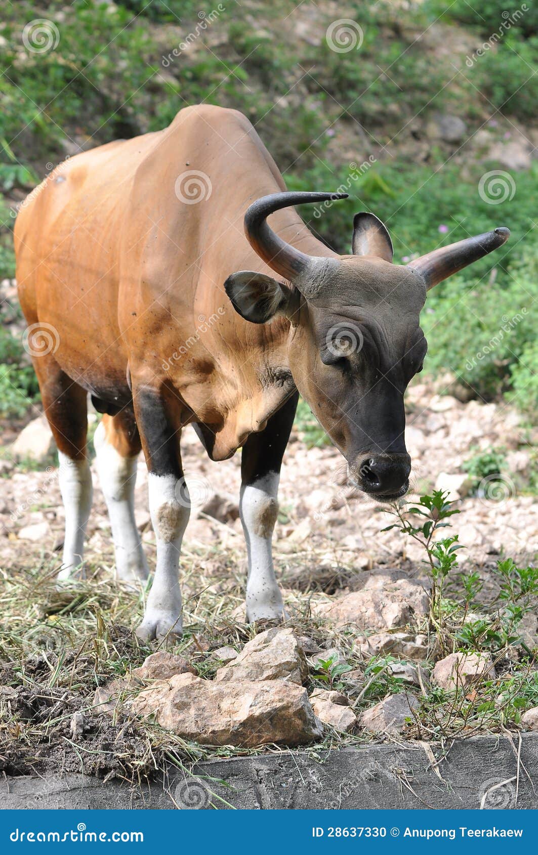 Mucca in un campo. Mucca che mangia erba in un campo