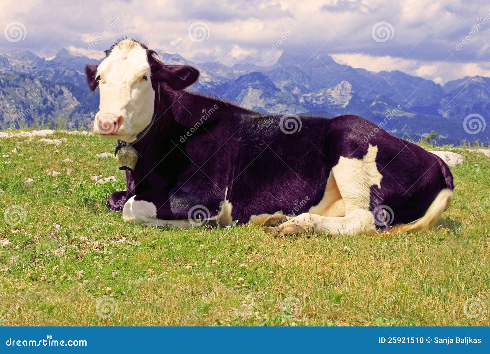 Mucca viola fotografia stock. Immagine di animali, nazionale - 25921510