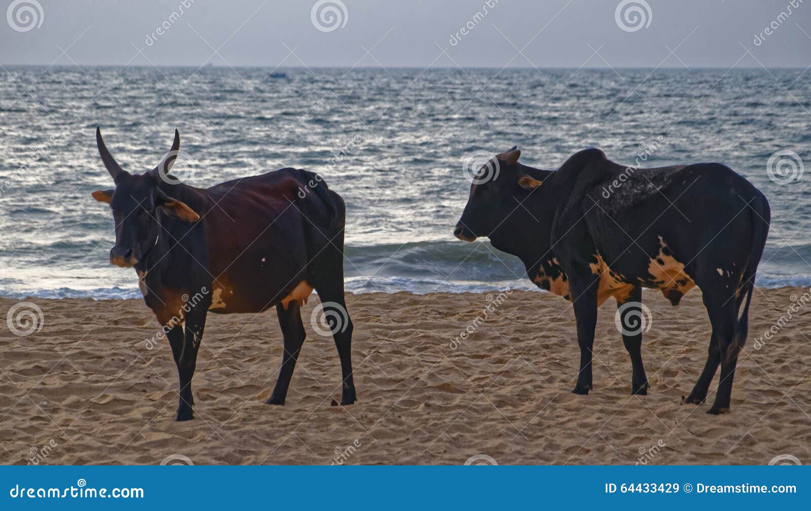 Mucche sulla spiaggia Goa di Baga