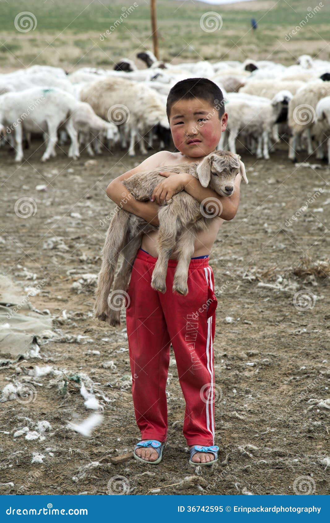 Muchacho Mongol Que Sostiene La Cabra Del Bebe Imagen Editorial Imagen De Mongol Muchacho