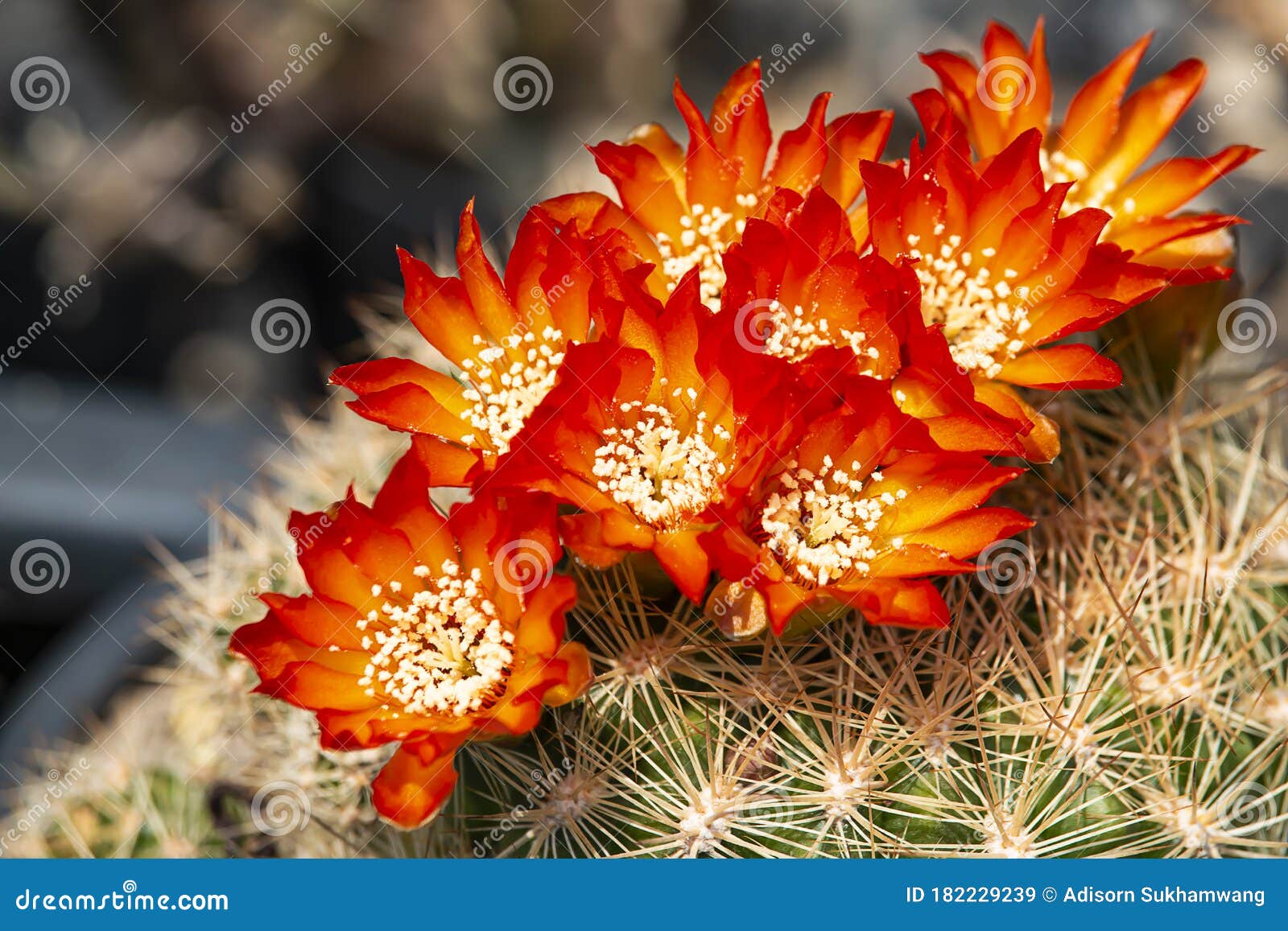 Muchas Flores De Cactus Naranjas En El árbol Con Picos Imagen de archivo -  Imagen de lindo, rosa: 182229239