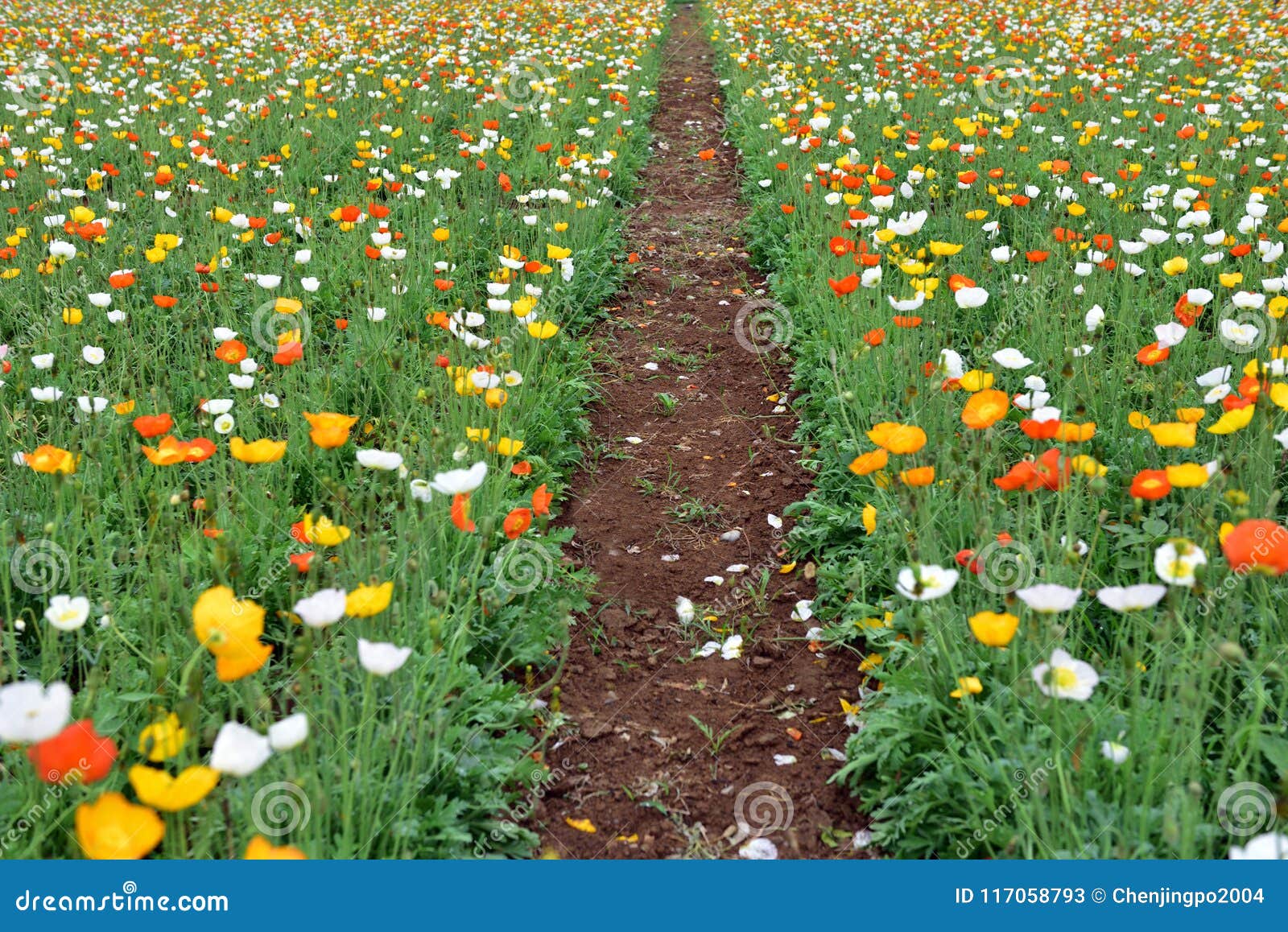Muchas Flores Florecientes De La Amapola De Maíz Imagen de archivo - Imagen de planta, colorido: 117058793 Muchas Flores Florecientes De La Amapola De Maíz Imagen de archivo - Imagen de planta, colorido: 117058793