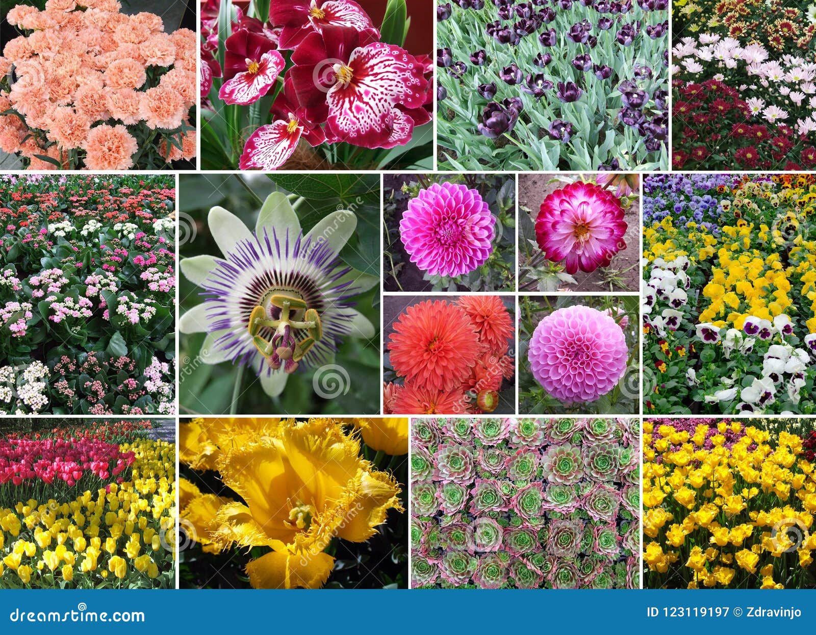 Muchas flores hermosas imagen de archivo. Imagen de ramo - 123119197 Muchas flores hermosas imagen de archivo. Imagen de ramo - 123119197
