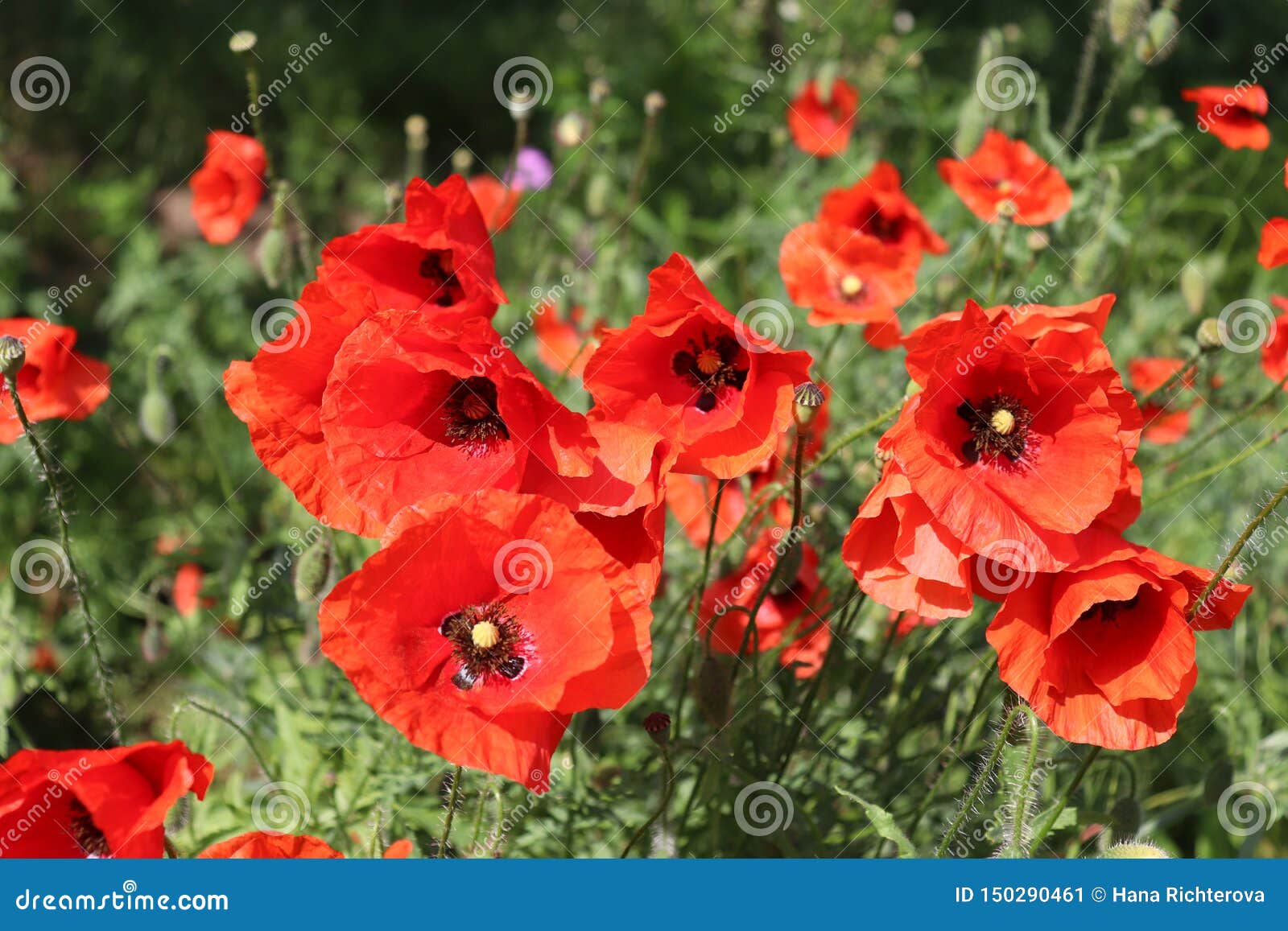 Muchas Flores Rojas Hermosas, Amapolas En Un Fondo Verde Hermoso Otros Nombres Son Rhoeas Del Papaver, Amapola Común, Amapola De Imagen de archivo - Imagen de travieso, verde: 150290461 Muchas Flores Rojas Hermosas, Amapolas En Un Fondo Verde Hermoso Otros Nombres Son Rhoeas Del Papaver, Amapola Común, Amapola De Imagen de archivo - Imagen de travieso, verde: 150290461