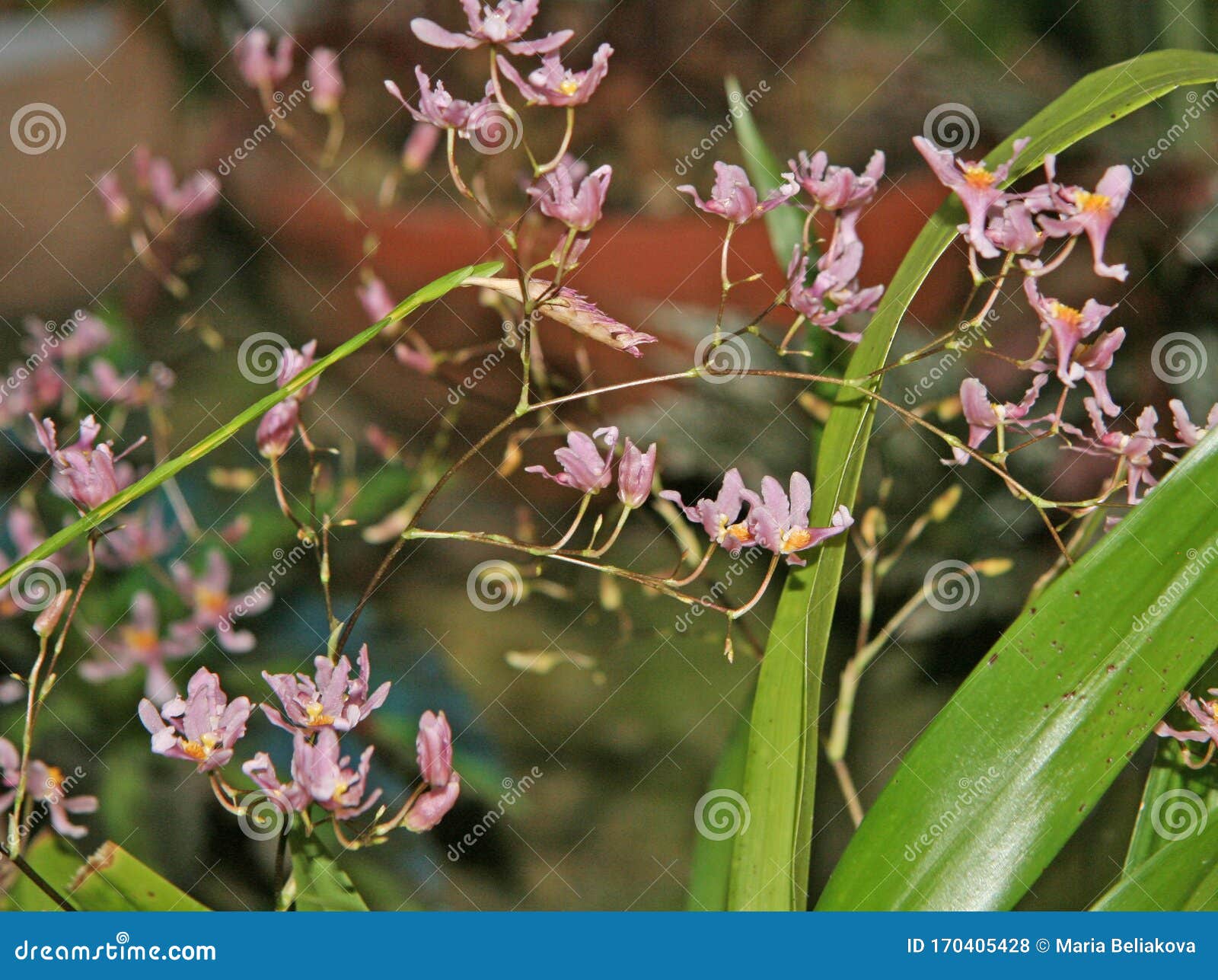 Muchas Flores Rosas Pequeñas En Las Ramas De La Orquídea Flores Pequeñas Y  Multicolores Florecen Foto de archivo - Imagen de fragancia, delicado:  170405428