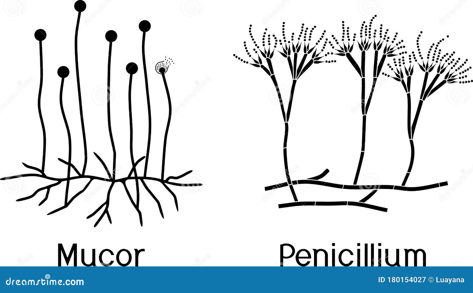 Сходства мукора и пеницилла