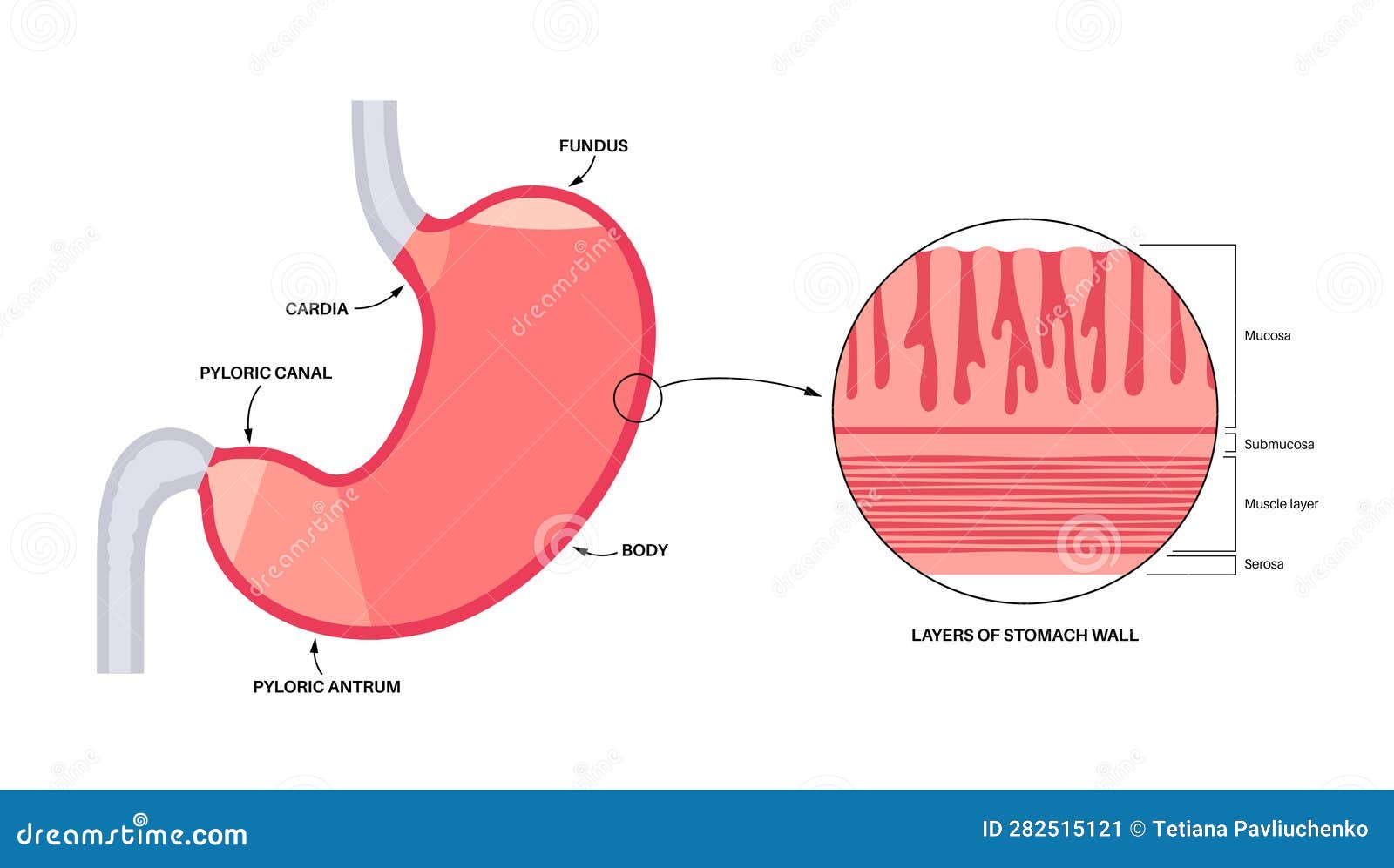 mucous membrane structure