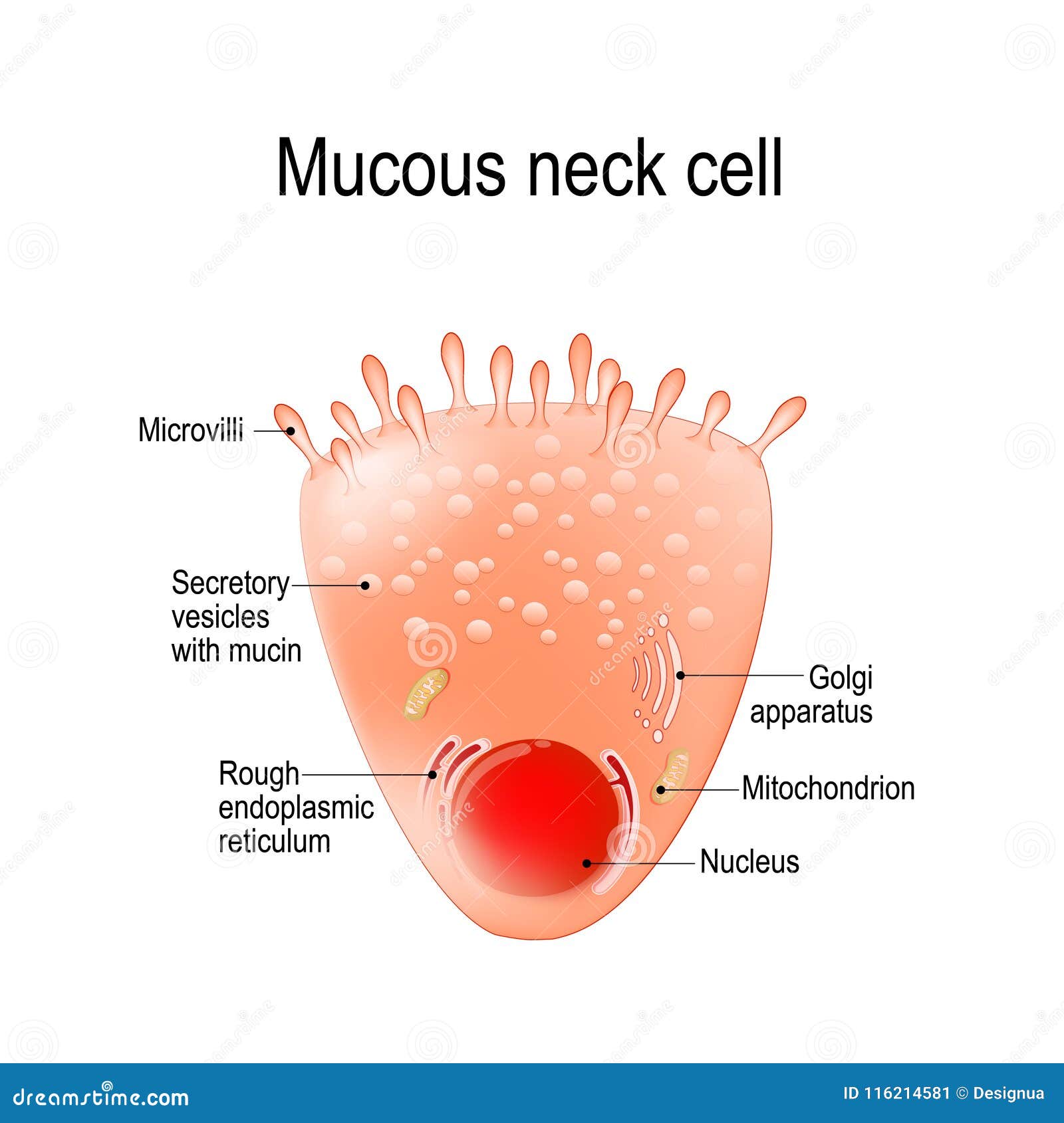 mucous neck cell