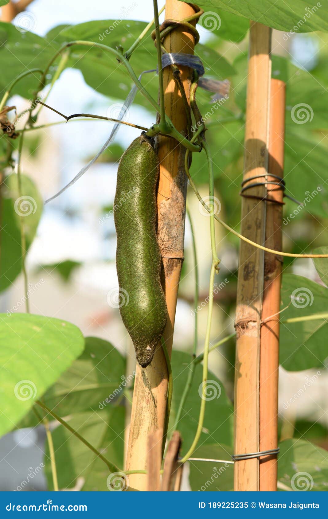 Mucuna Pruriens, Fruit on Tree and Growthing in the Garden. Stock Image -  Image of hair, growth: 189225235