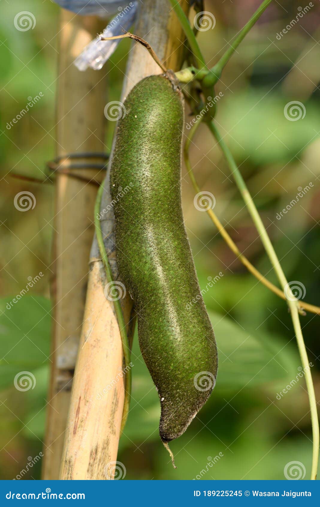 Mucuna Pruriens, Fruit on Tree and Growthing in the Garden. Stock Image - Image of local, garden: 189225245 Mucuna Pruriens, Fruit on Tree and Growthing in the Garden. Stock Image - Image of local, garden: 189225245