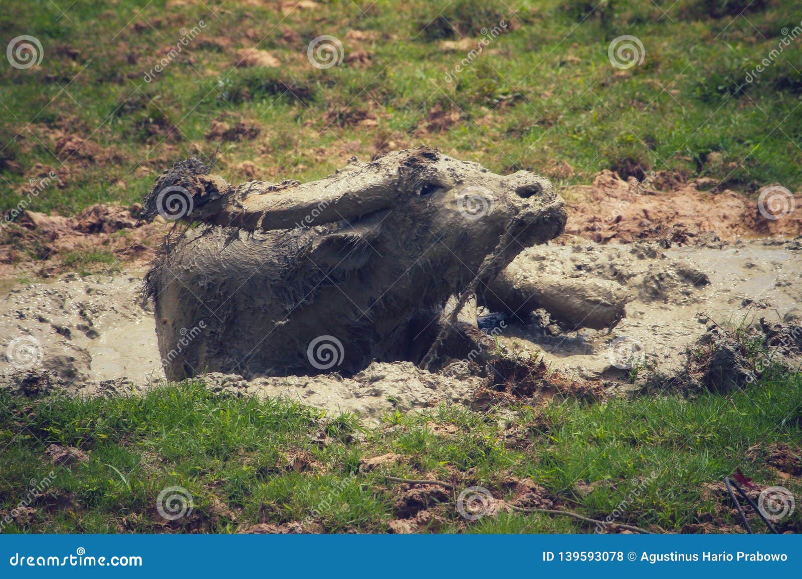 Young boy covering himself with mud stock photo - OFFSET