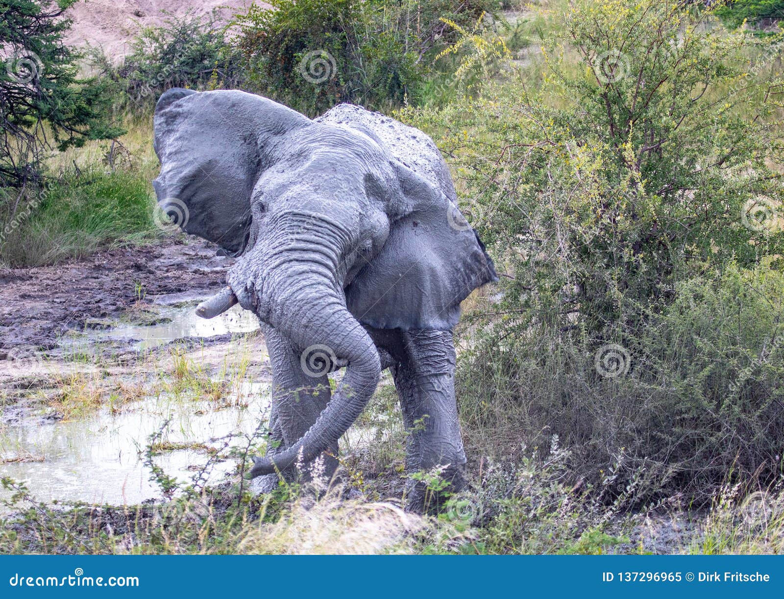 mud covered african elephant shaking its head at a waterhole in the nxai pan national park in botswana