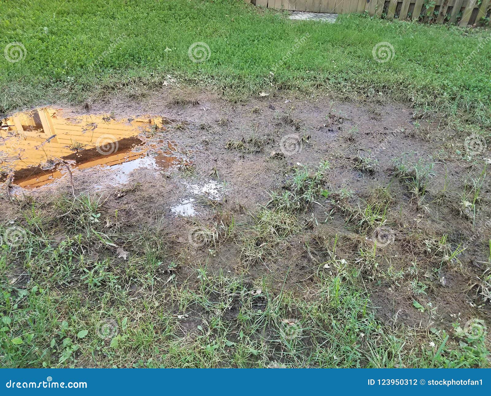 Mud Puddle and Dead Grass and Green Grass Stock Photo Image of water