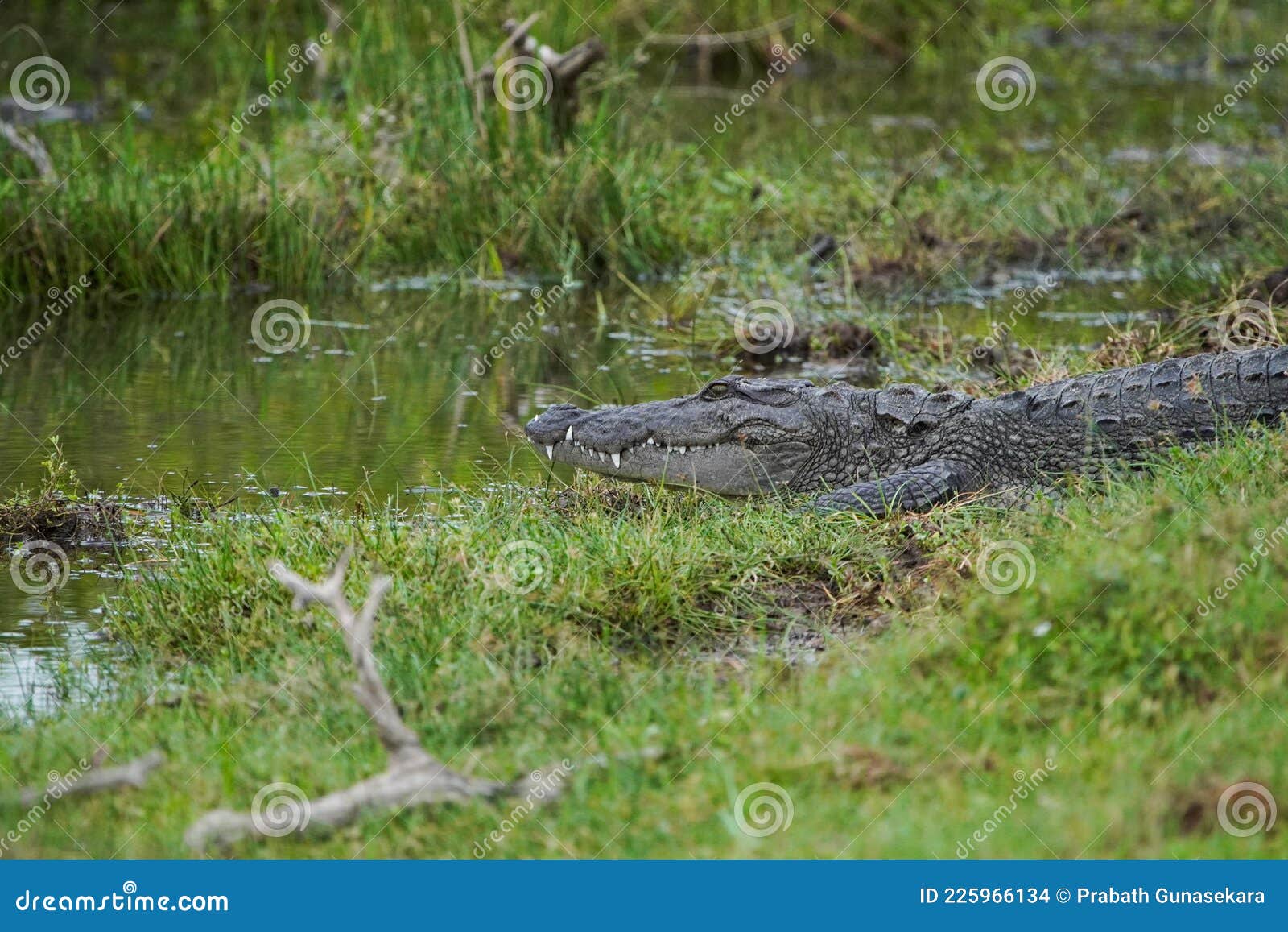mud water crocodile ins sri lanka