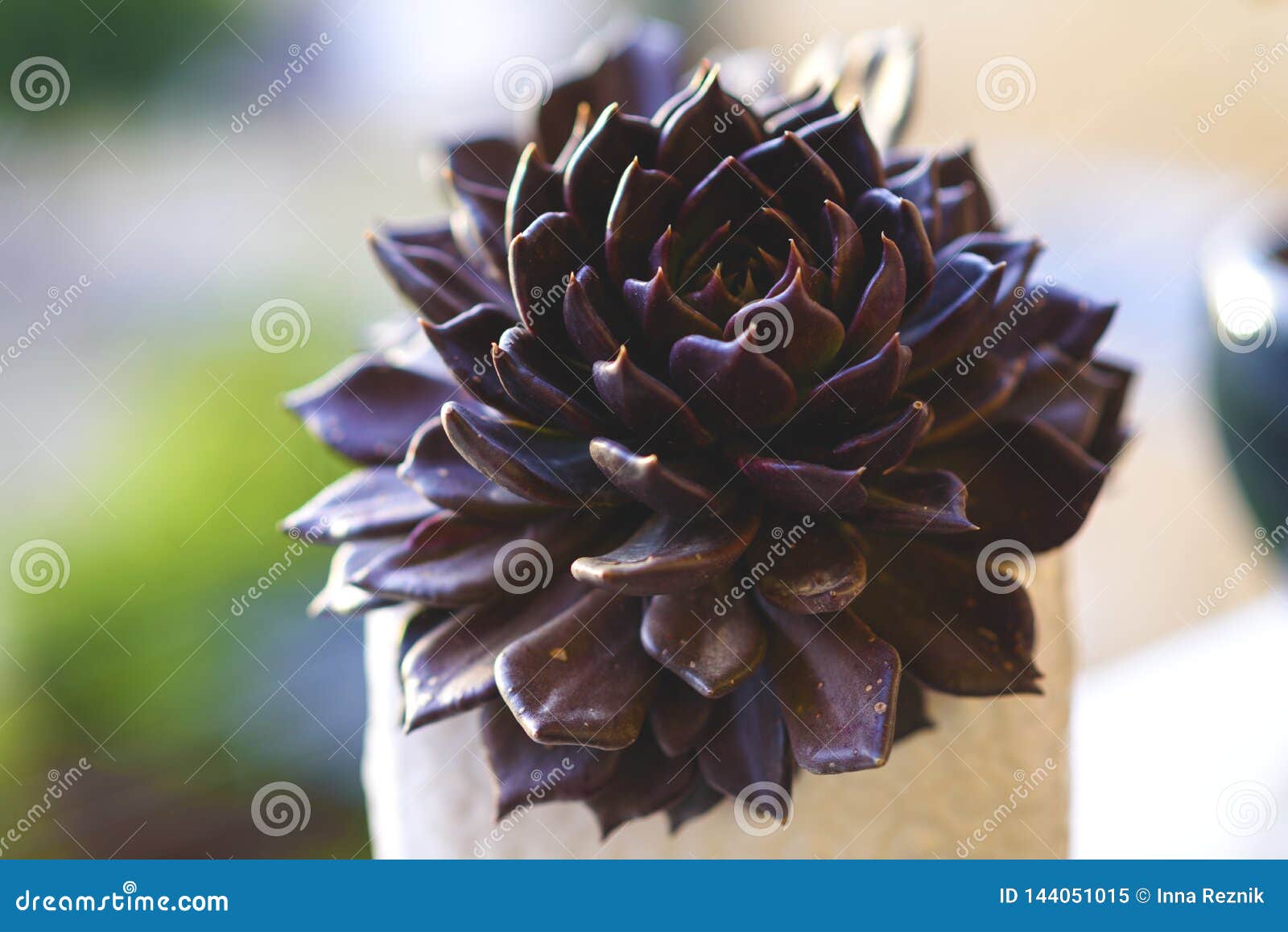 muda suculenta echeveria black prince, negra, succulents cactus plant.