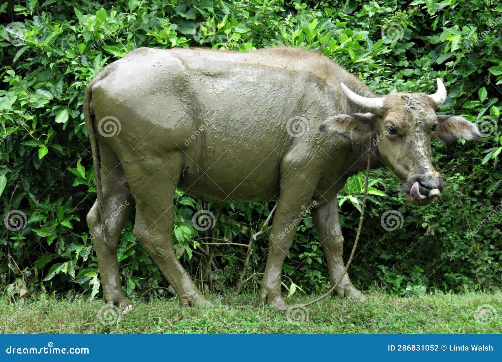 Muddy Carabao Water Buffalo Stock Photo - Image of domesticated, water ...