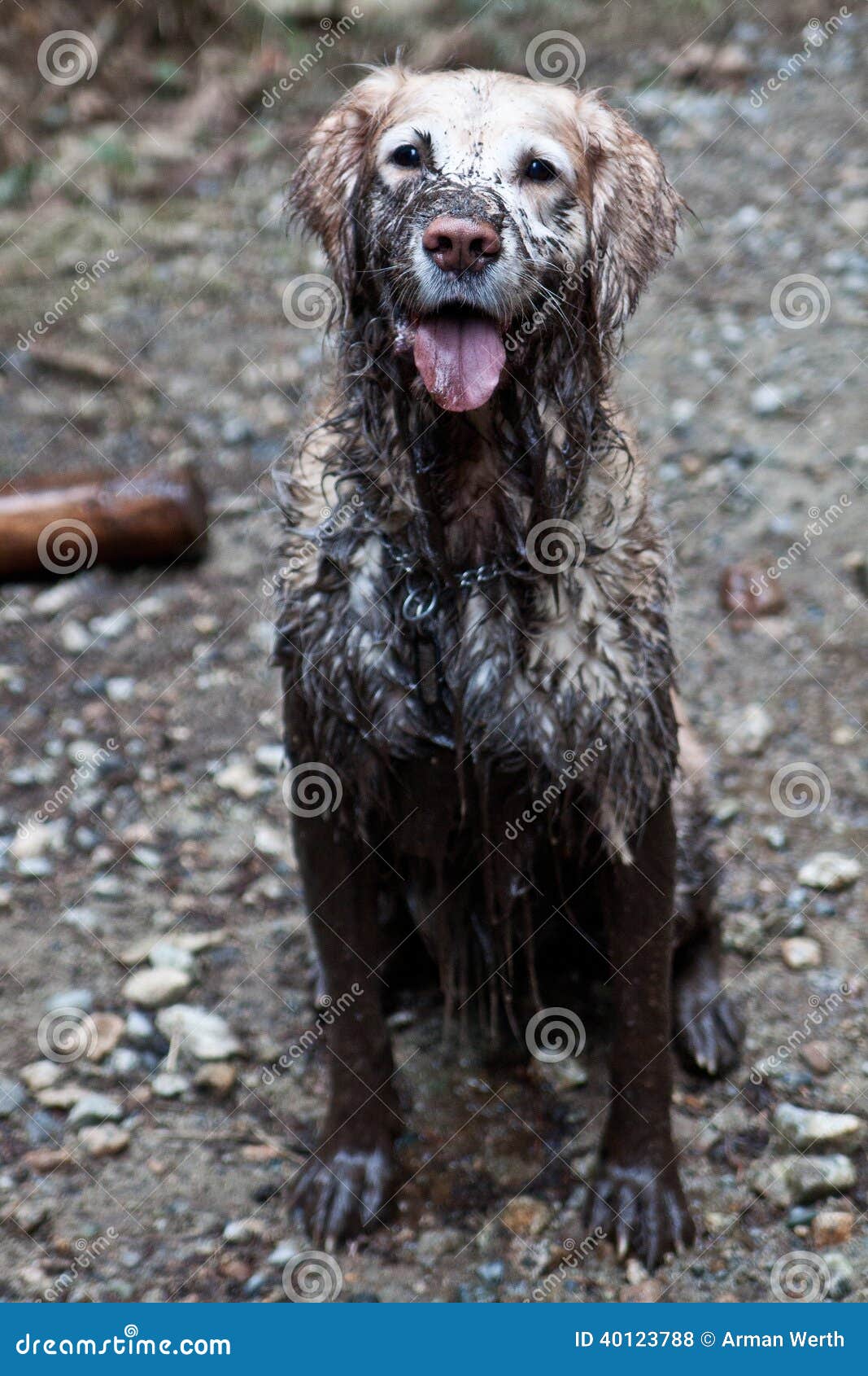 muddy dog