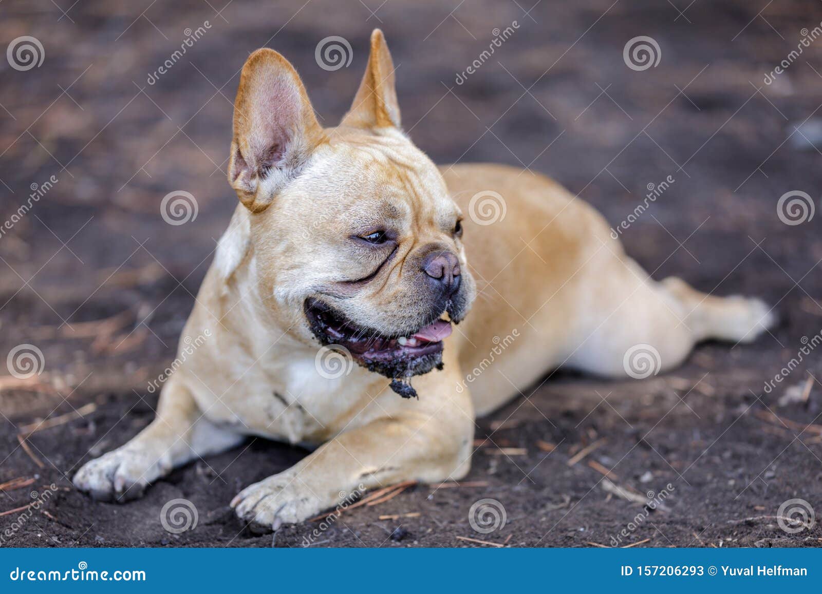 muddy french bulldog male cooling down