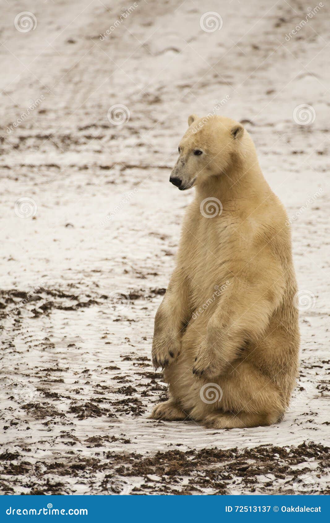 muddy polar bear sitting erect