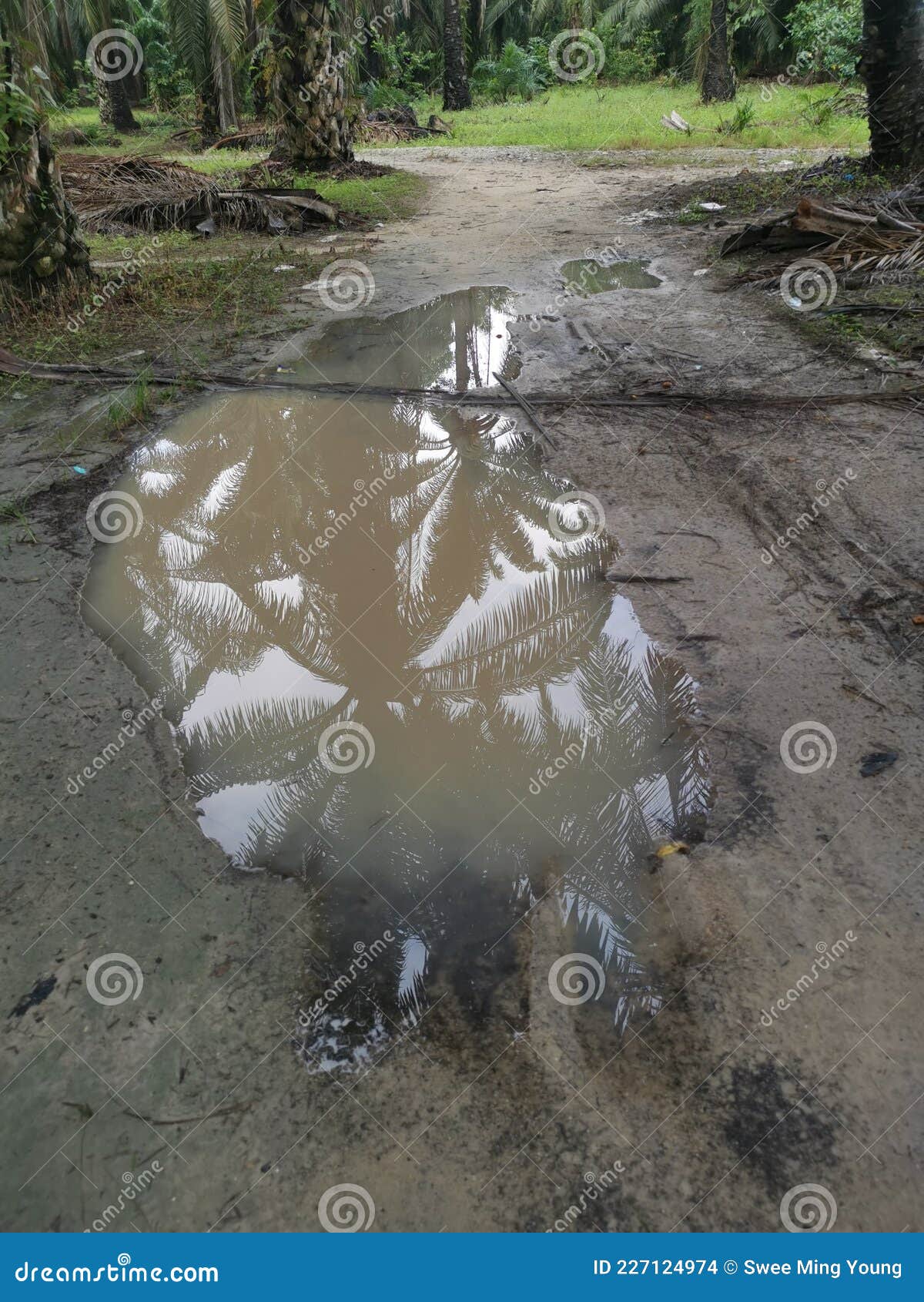 Muddy Pool of Water Collected on the Sandy Ground Stock Photo Image
