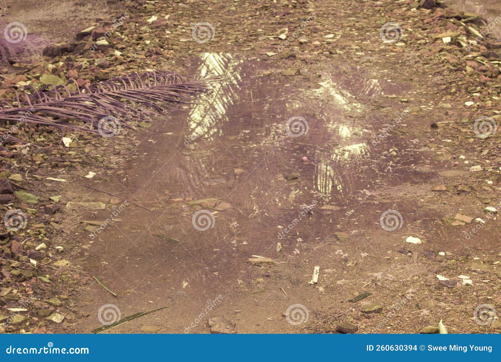 The Muddy Pool of Water Stagnant on the Pathway Stock Photo Image of