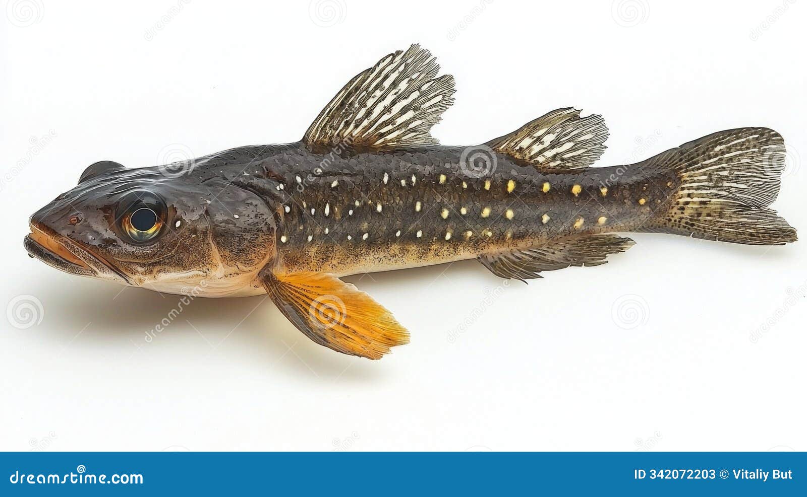 mudfish neochanna rests on a white background displaying its distinct markings and colors. this freshwater species