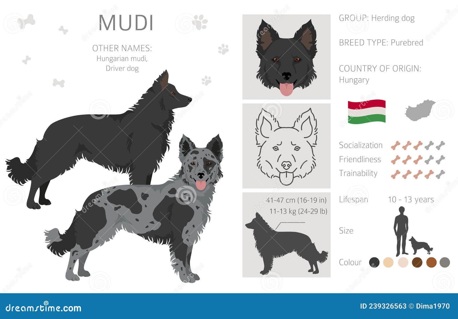 Mudi Clipart. Different Poses, Coat Colors Set Stock Vector