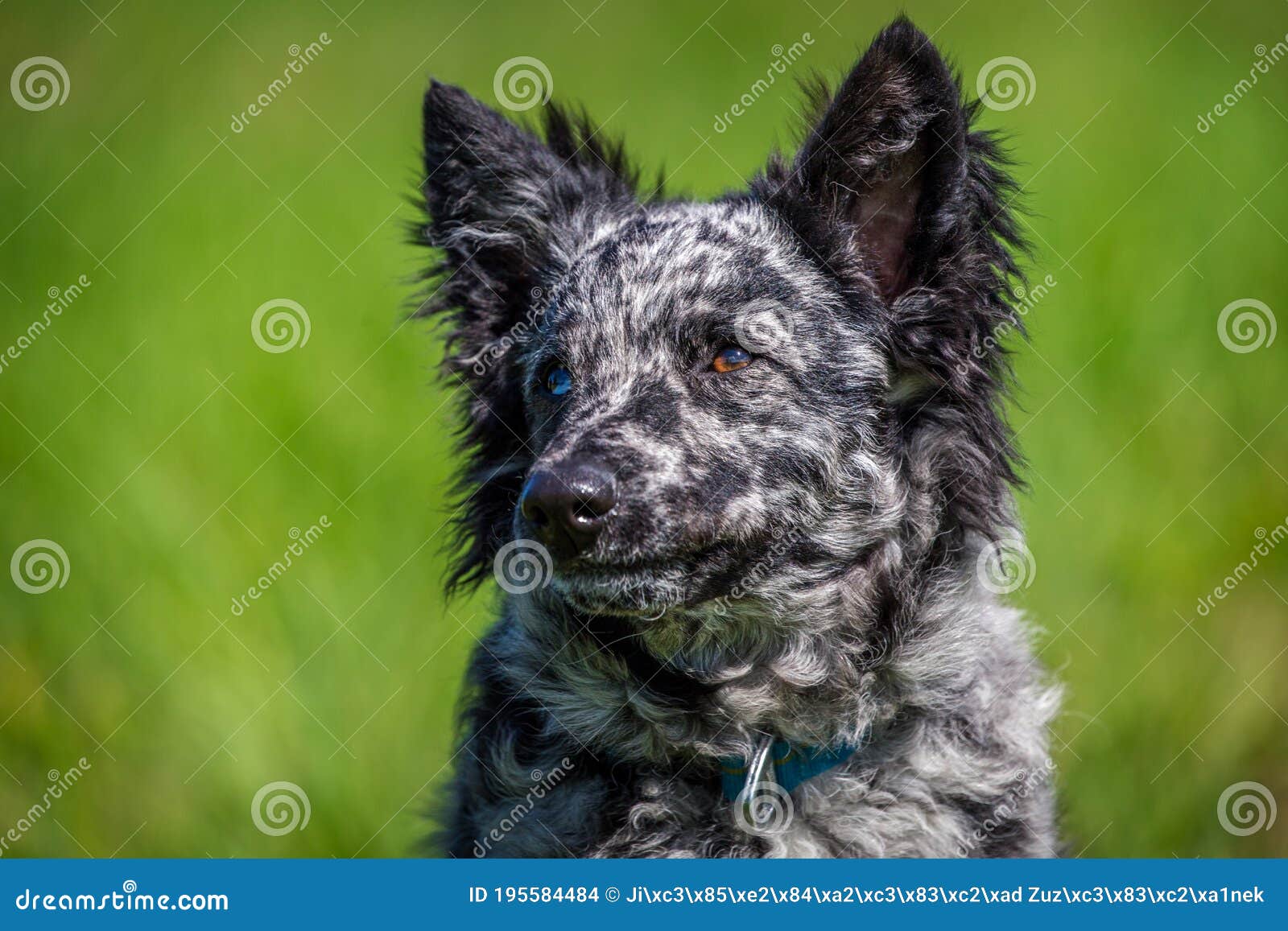 66 Mudi Dog Photos Free Royalty Free Stock Photos From Dreamstime