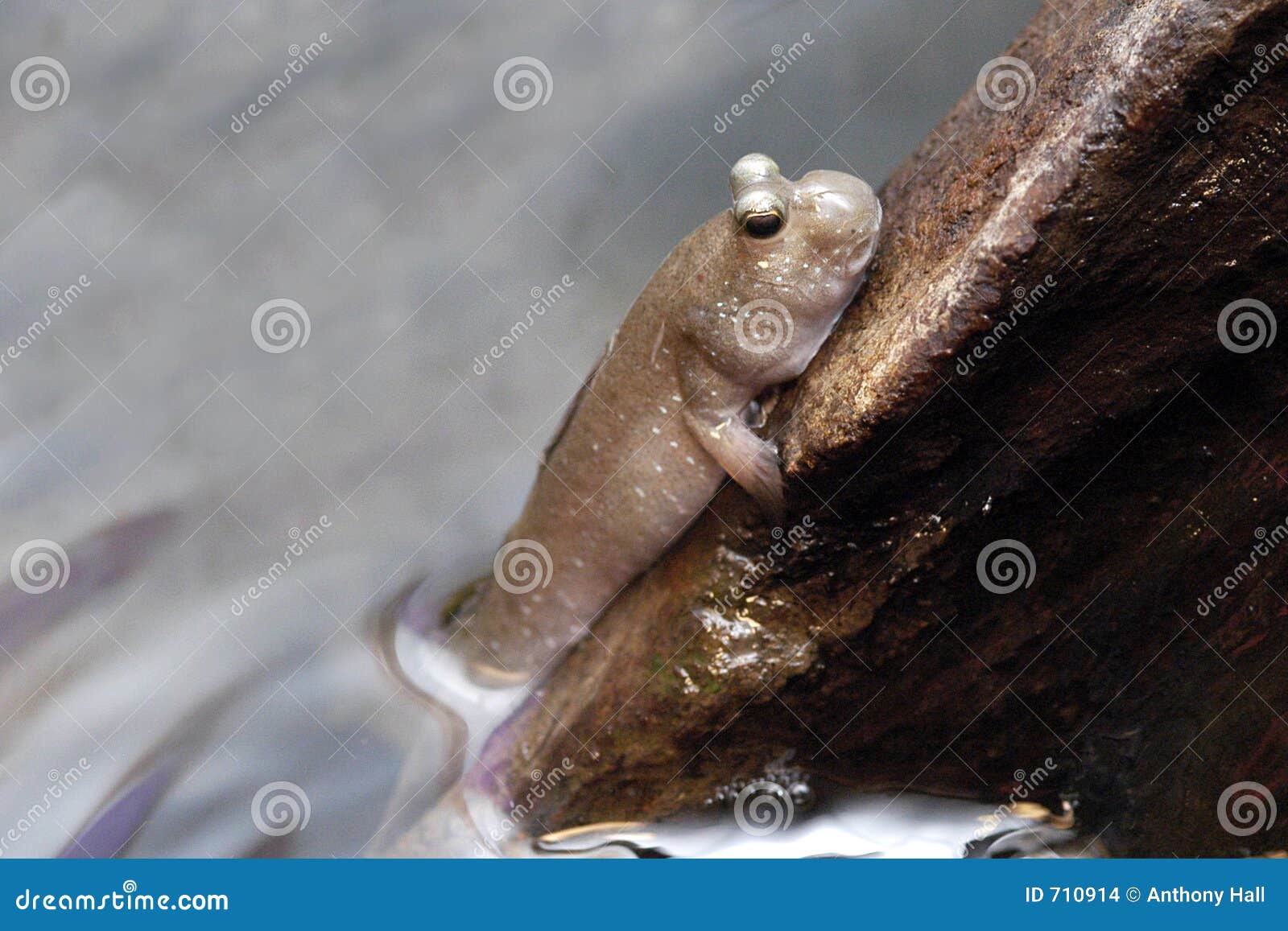7(7^-x+6)=1+x log log Mudskipper of 1 indian photo. Image breathe, stock on 7(7^-x+6)=1+x log log Mudskipper of 1 indian photo. Image breathe, stock on