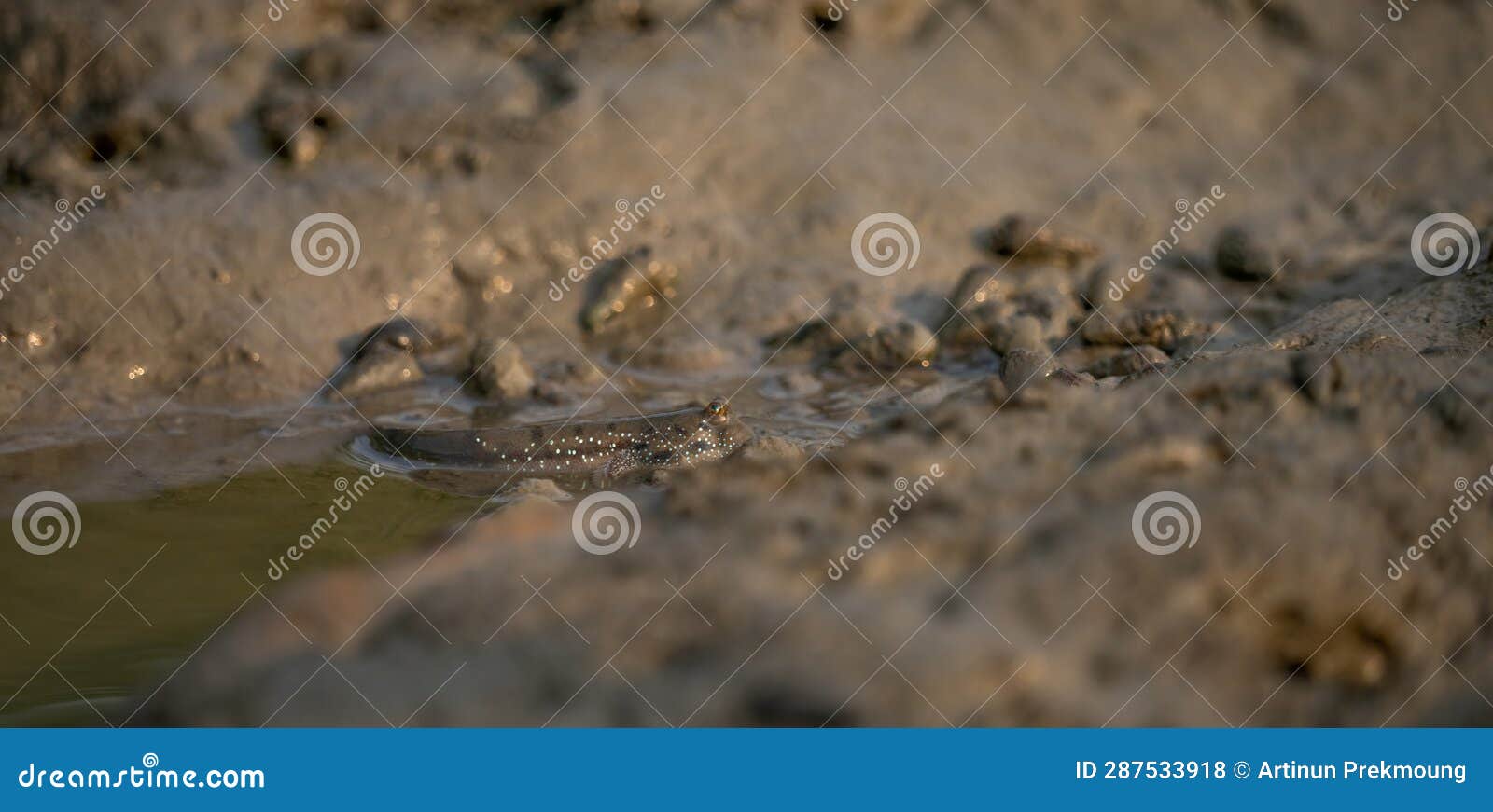 mudskipper on mud in a serene mangrove swamp. biodiverse ecosystem. coastal ecosystem. biodiverse mangrove habitat. mudskipper on