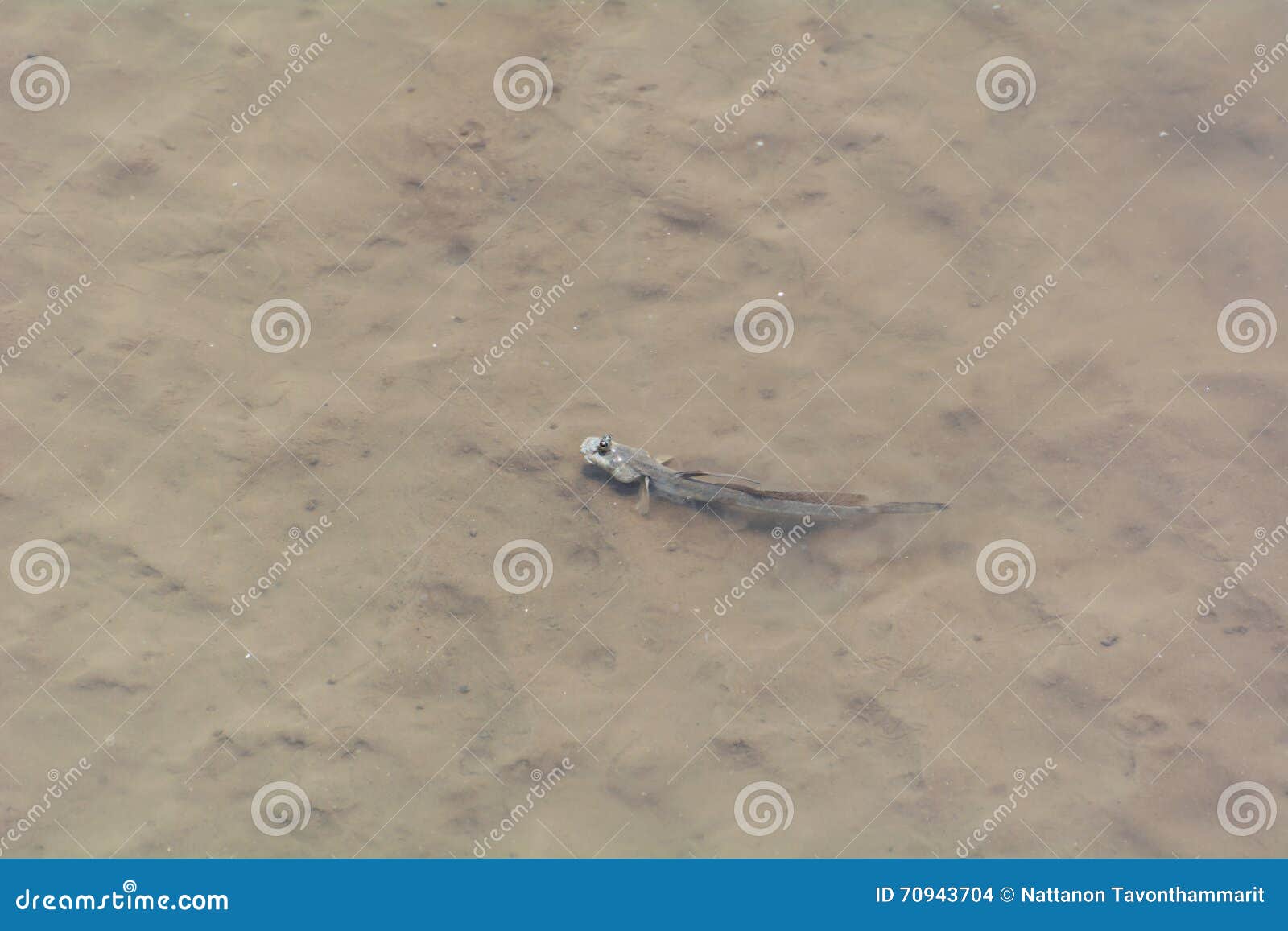 Mudskipper on sand stock photo. Image of nature, camouflage 70943704