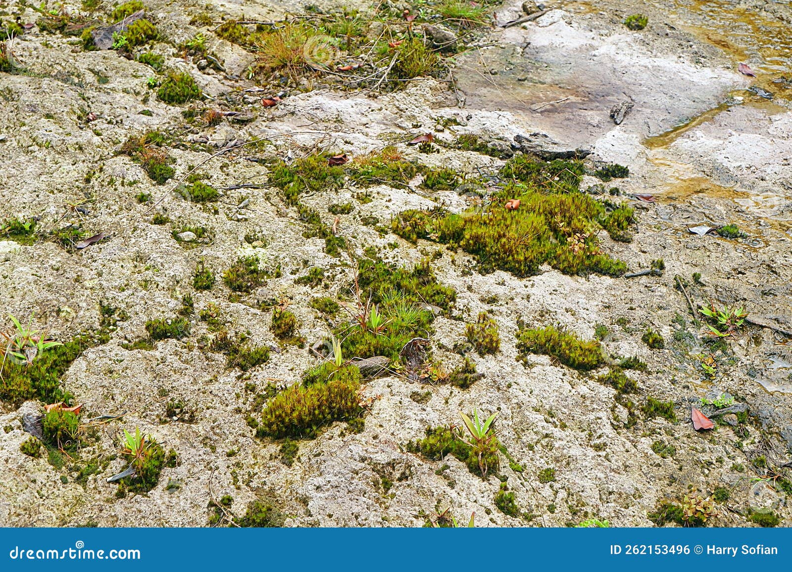 mudstone landscape with alga at north sumatra, indonesia