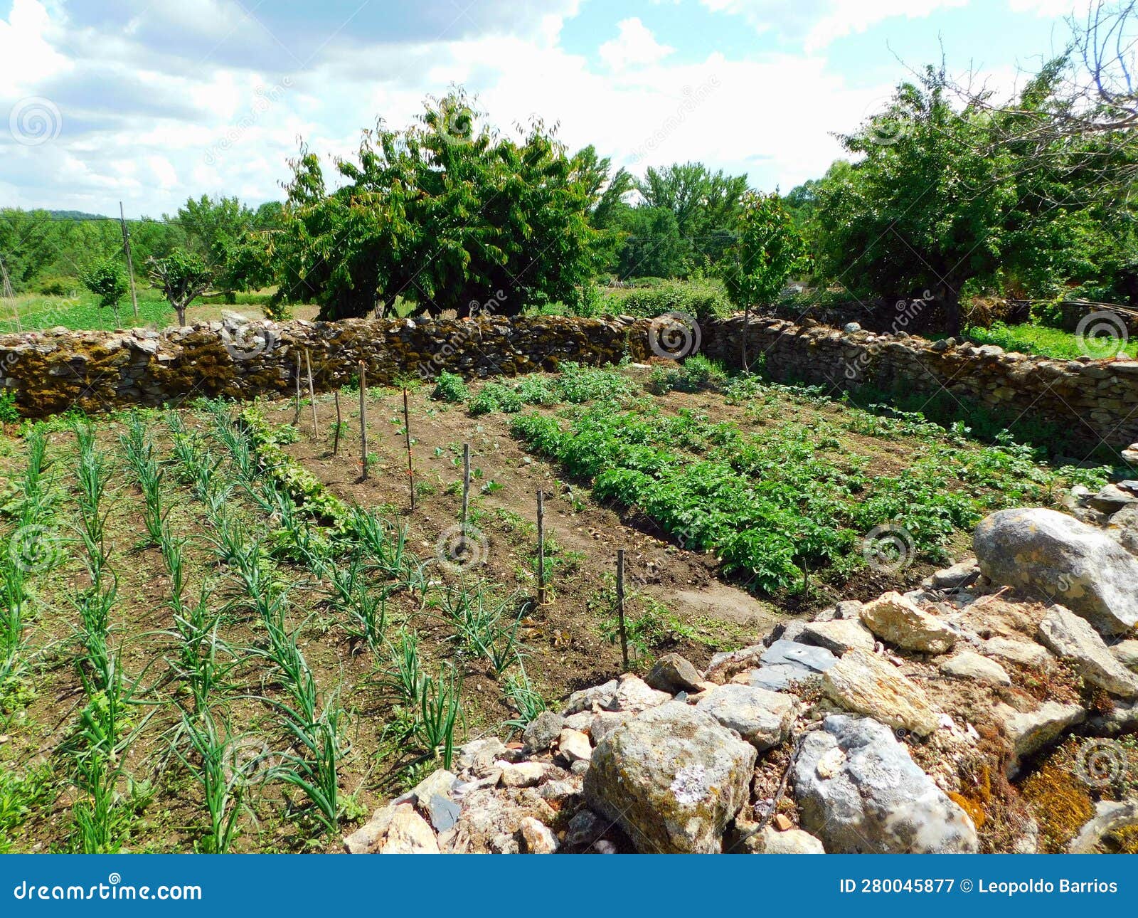 horticulture in a traditional form in muelas of cavaliers, zamora