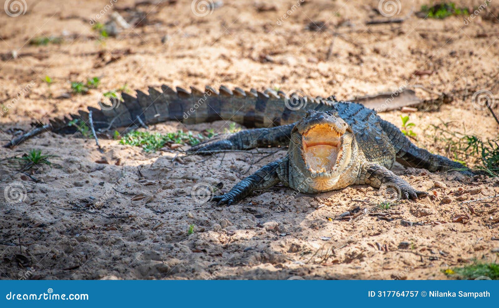 mugger crocodile resting on the ground with open mouth
