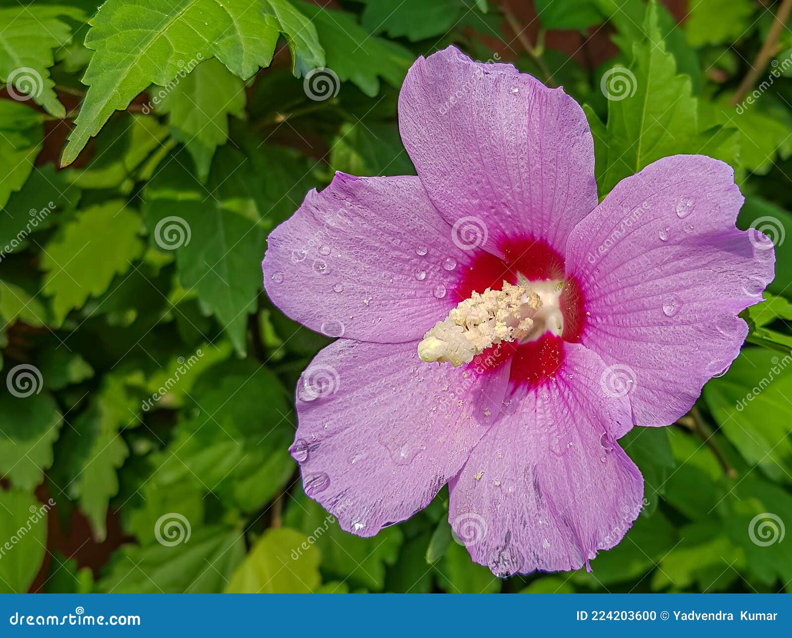 Mugunghwa Flower in the Garden Stock Photo Image of bright, people