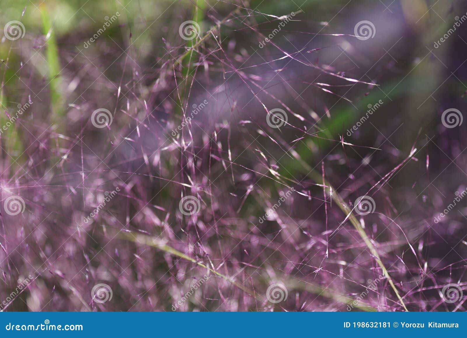 ミューレンベリア毛細血管 Stock Image Image Of Grass Hair Muhly