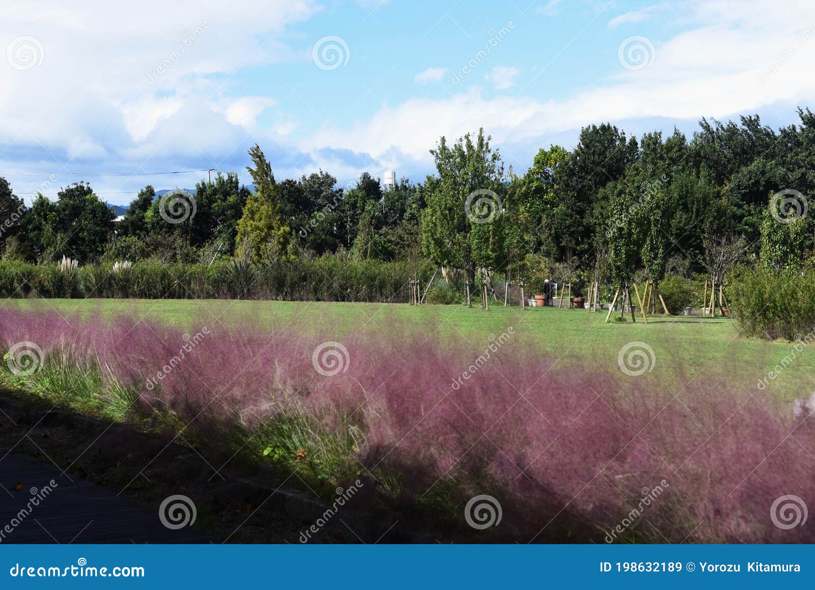 ミューレンベリア毛細血管 Stock Image Image Of Abstract Sunny Blossom