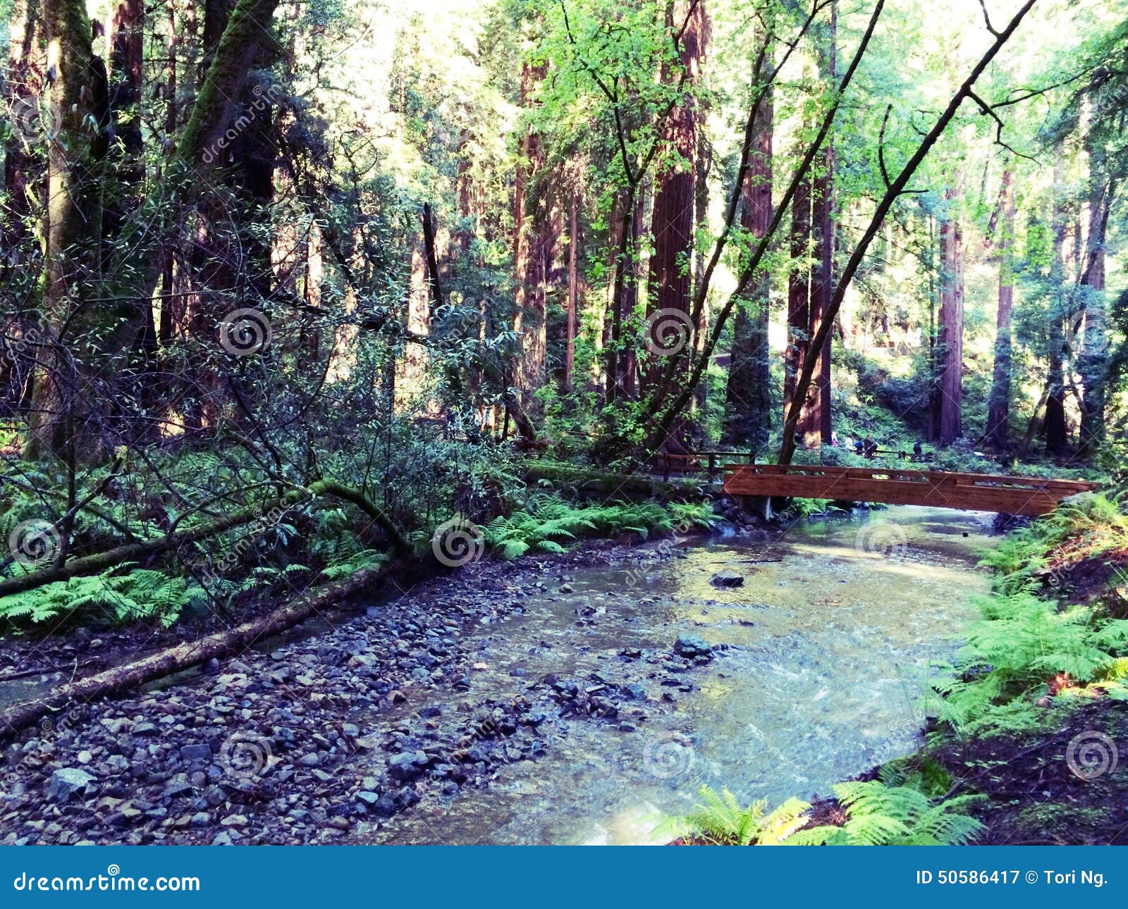 Muir woods stock image. Image of woods, muir, park, national 50586417