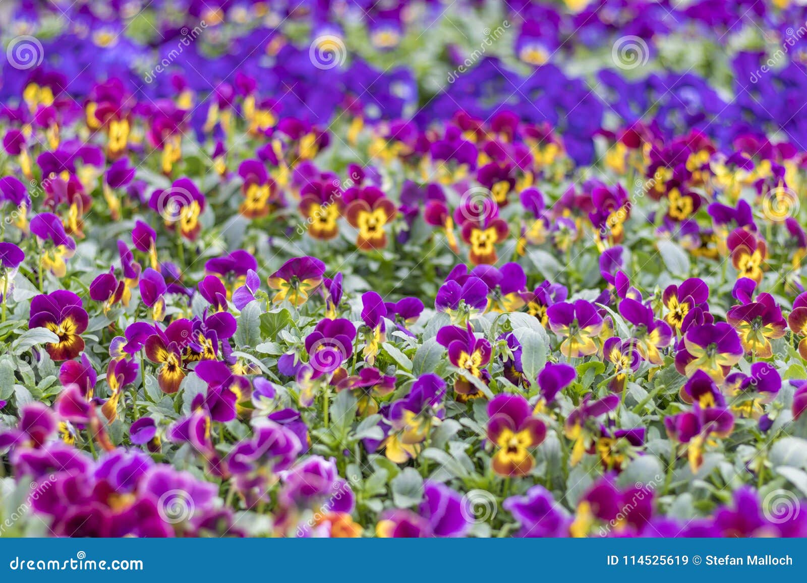 Muitas Flores Coloridas Bonitas Nas Fileiras Imagem de Stock - Imagem de  consideravelmente, flora: 114525619
