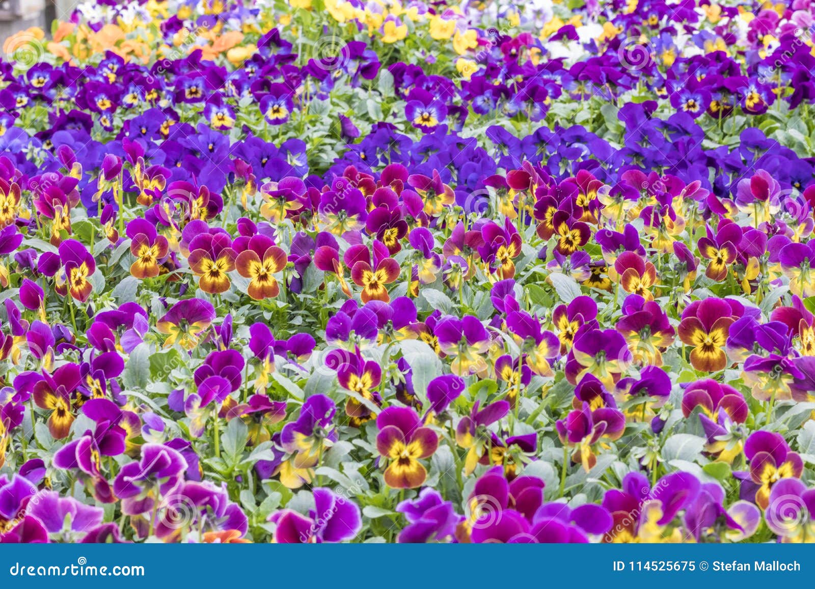 Muitas Flores Coloridas Bonitas Nas Fileiras Imagem de Stock - Imagem de  vibrante, verde: 114525675