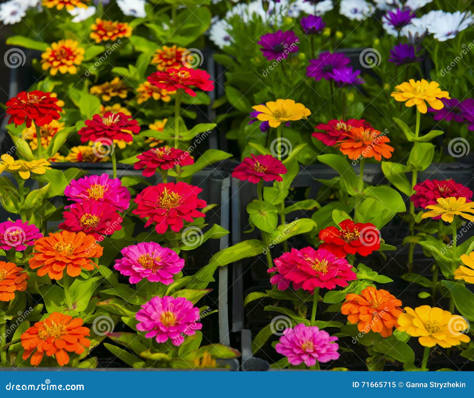 Muitas Flores Coloridas Do Jardim Imagem de Stock - Imagem de verde, jogo:  71665715