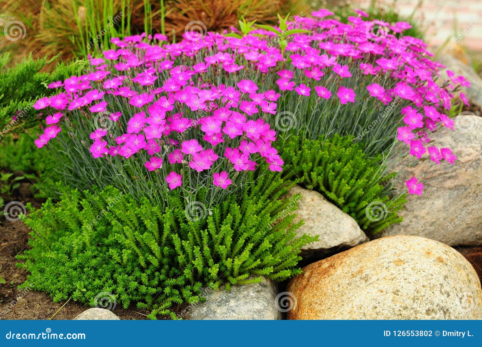 Muitas Flores Cor-de-rosa Bonitas No Jardim Foto de Stock - Imagem de  beleza, brilhante: 126553802