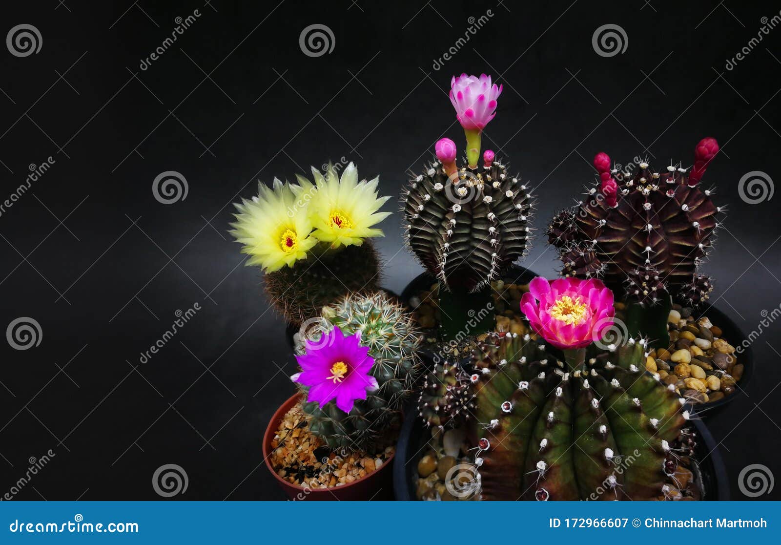 Muitas Flores E Multicores Do Mini Cacto Em Pequenos Potes. Padrão De  Mármore Do Estúdio Imagem de Stock - Imagem de afiado, interior: 172966607