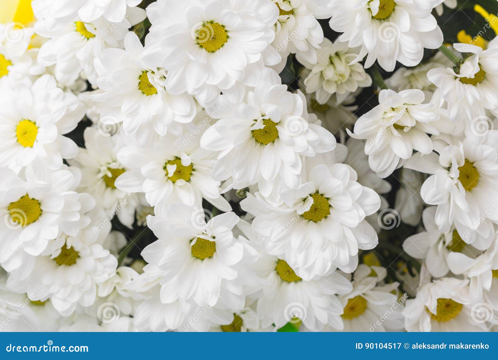 Muitos Crisântemos Brancos Grande Ramalhete Das Flores Imagem de Stock -  Imagem de fundo, erva: 90104517