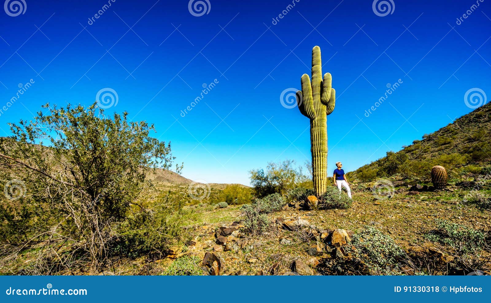 Mujer Al Lado De Un Cactus Alto Del Saguaro En El Paisaje Del Desierto a Lo  Largo De La Pista De Senderismo De Bajada En Las Mont Foto de archivo -  Imagen