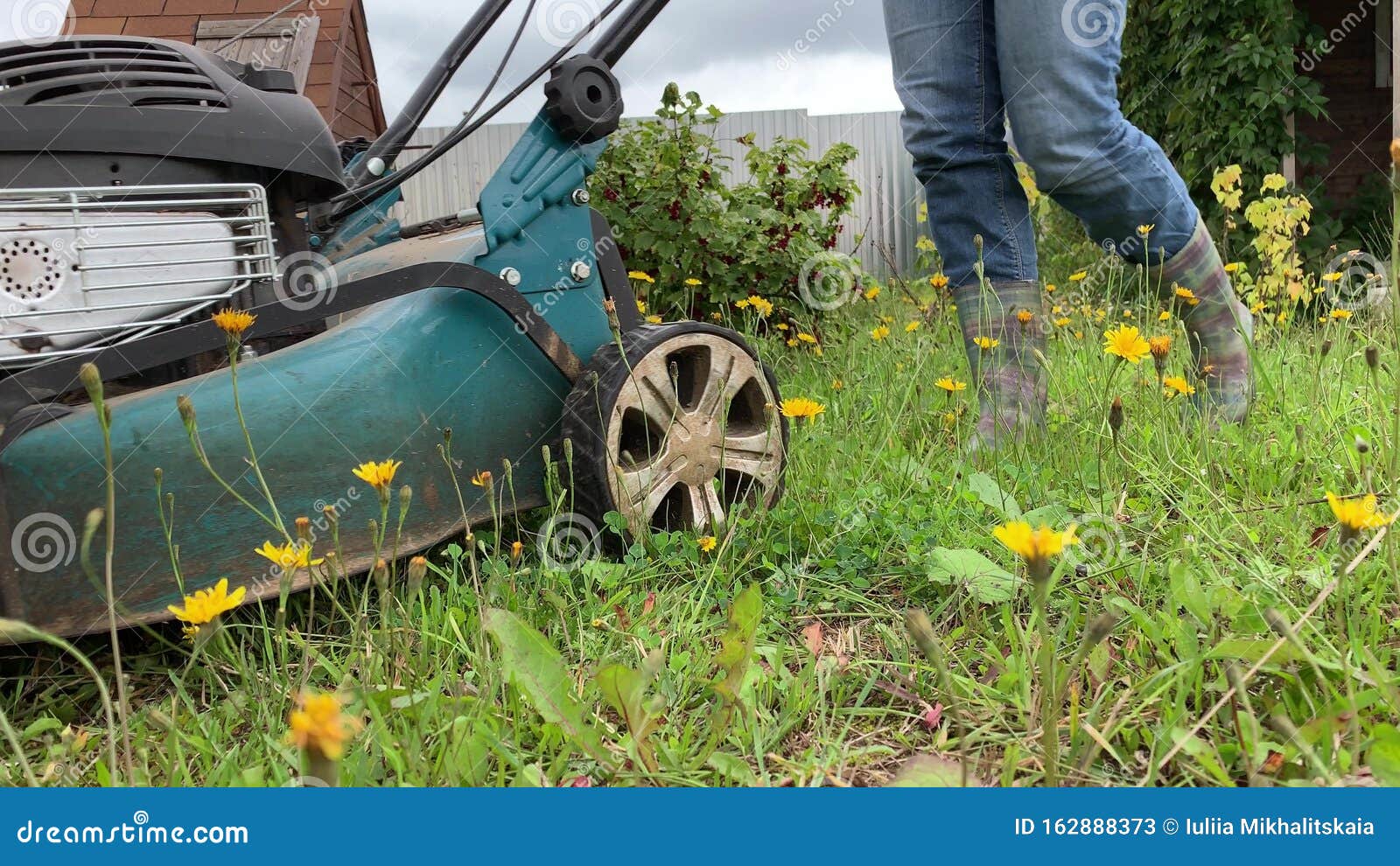 Mujer Cortando Pasto De Carril Con Una Cortadora De Césped Cerca, Jardinería En Verano Imagen de archivo imagen foto