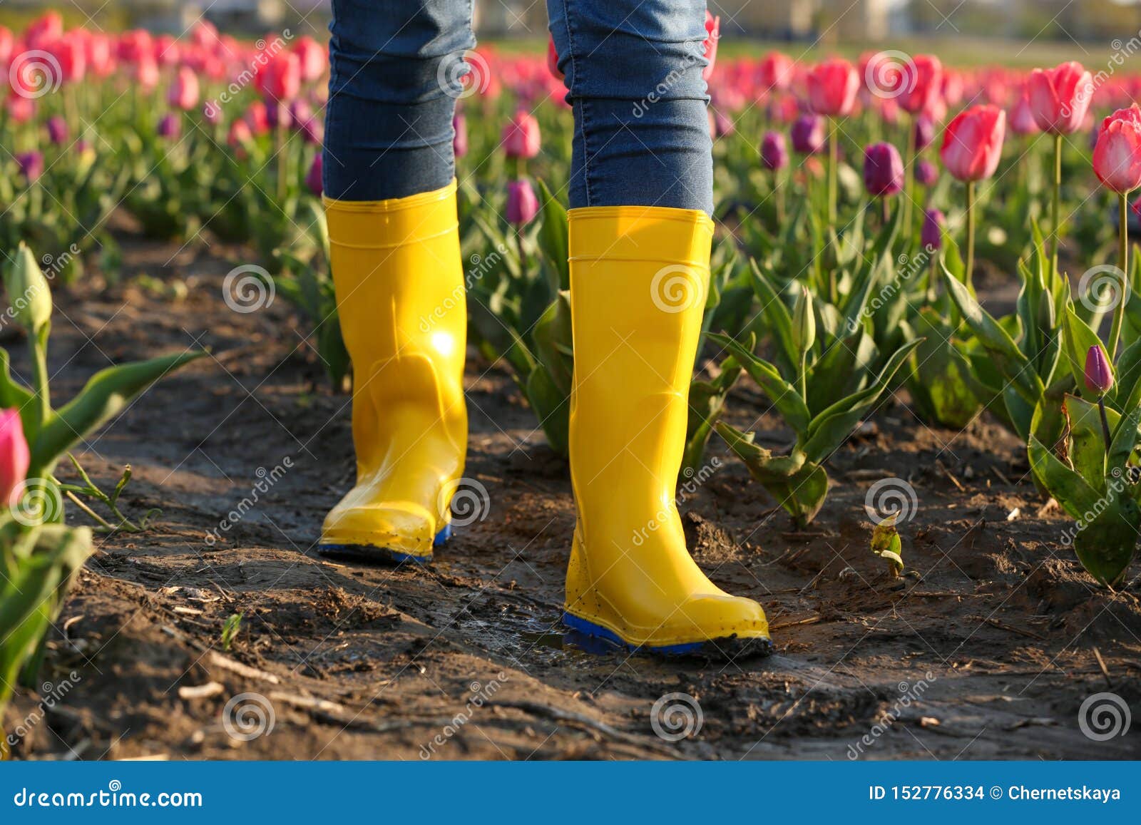 Mujer En Las Botas De Goma Que Camina a De Campo Con Los Tulipanes Después La Lluvia, Primer Foto de archivo - Imagen de planta, 152776334