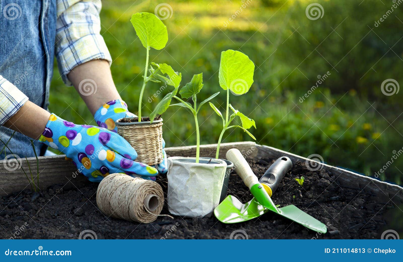 Mujer Jardinera Manos En Guantes De Jardinería Plantar Brotes En El Huerto.  Concepto De Trabajo De Jardín De Primavera Imagen de archivo - Imagen de  tierra, agricultura: 211014813