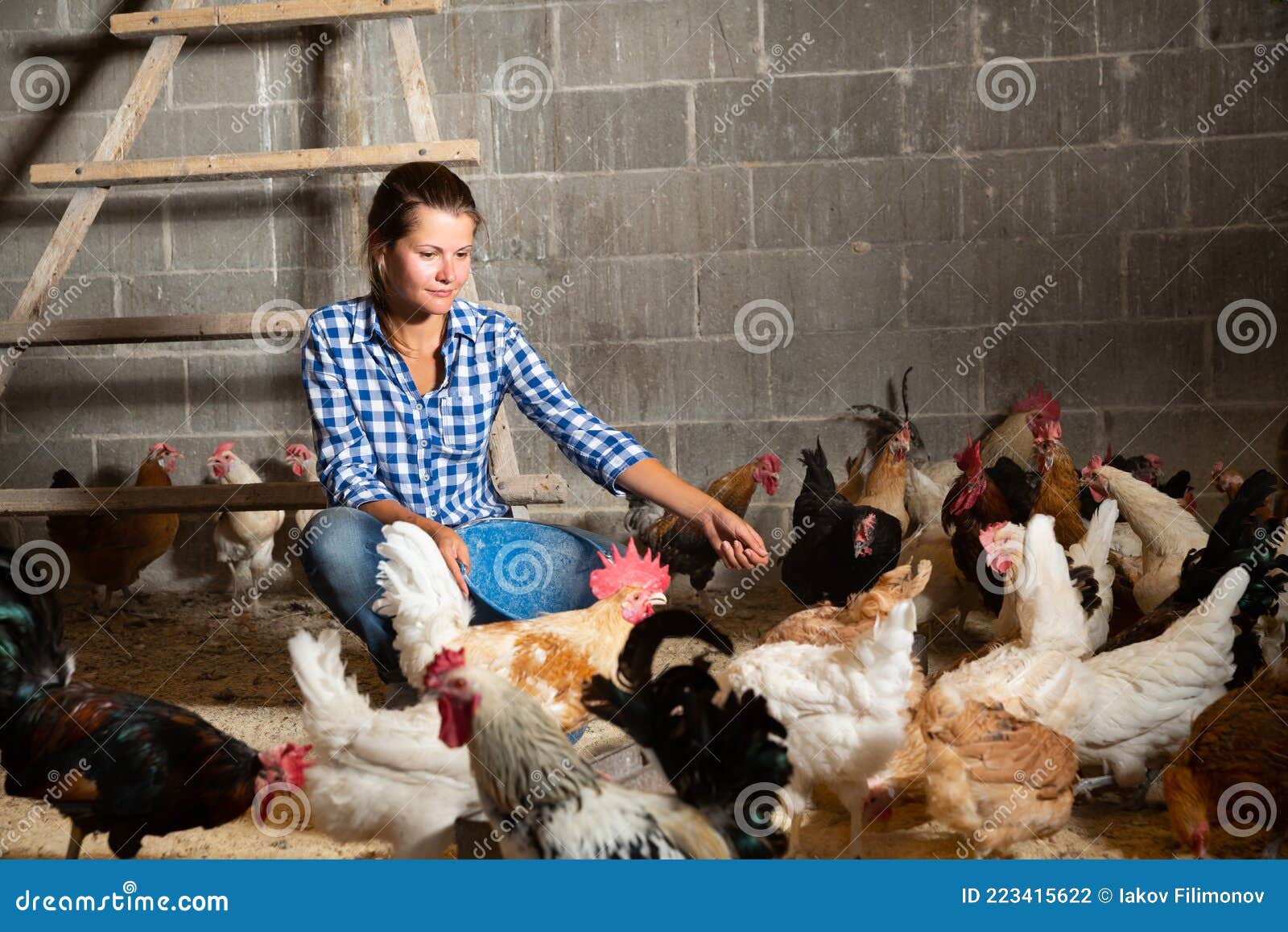 Mujer Joven Alimentando Gallinas En Una Gallina Foto de archivo - Imagen de satisfecho, checkered: 223415622 Mujer Joven Alimentando Gallinas En Una Gallina Foto de archivo - Imagen de satisfecho, checkered: 223415622
